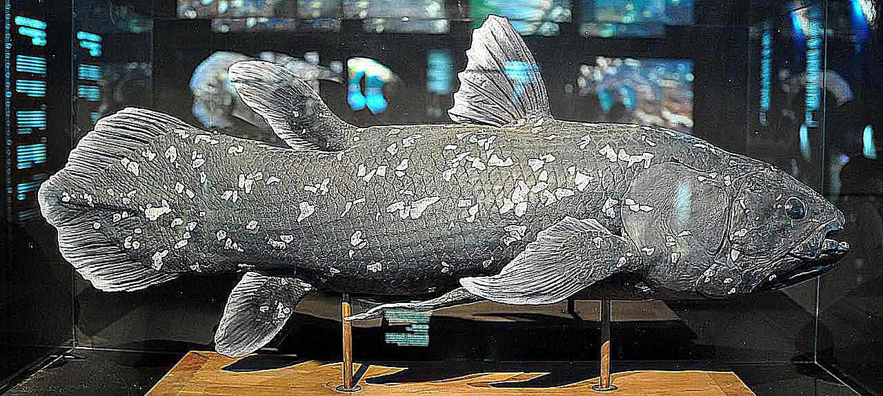 Coelacanth The Living Fossil