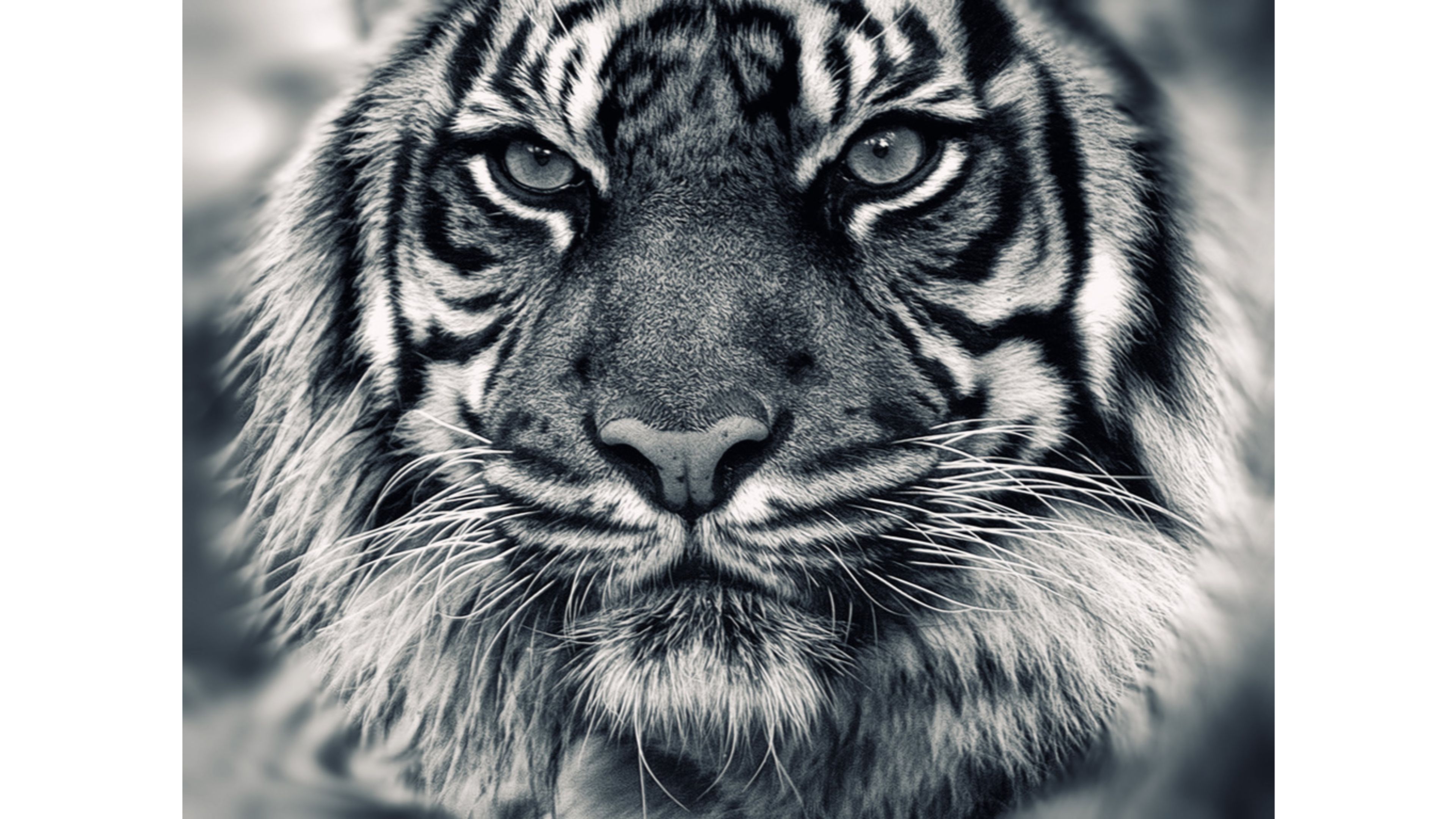 Black And White Siberian Tiger 4k Wallpaper