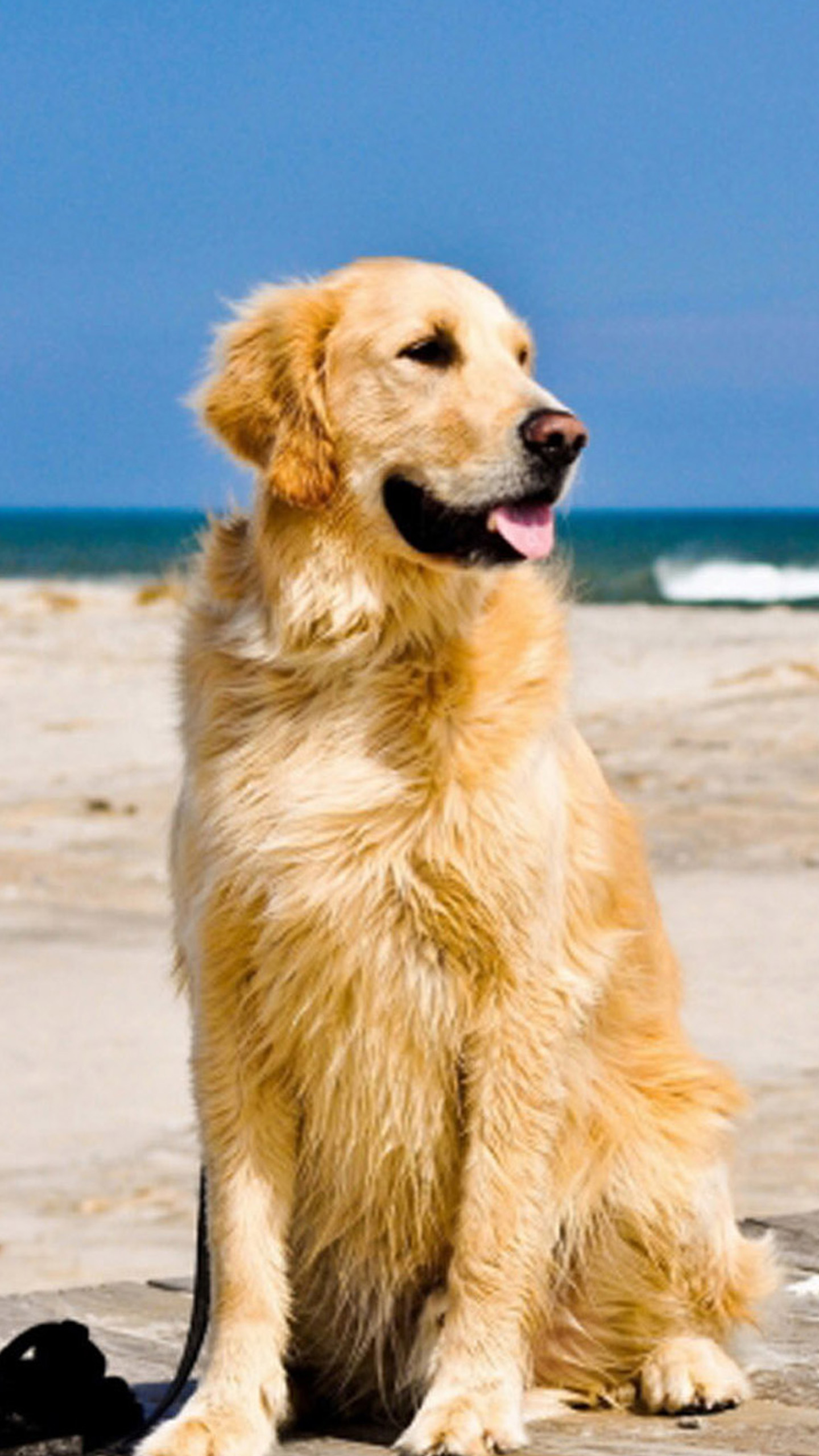 Golden Retriever Dog Galaxy S6 Wallpaper