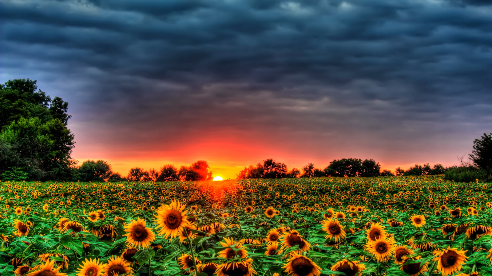 Sunflowers Galore Puter Wallpaper Desktop Background