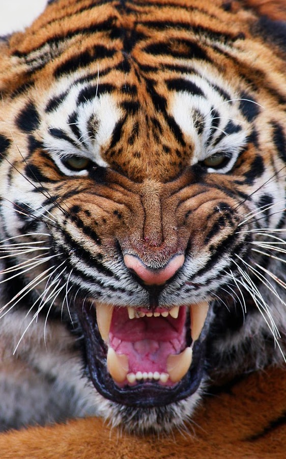 Tiger Live Wallpaper Is A Brand New App For Your Mobile