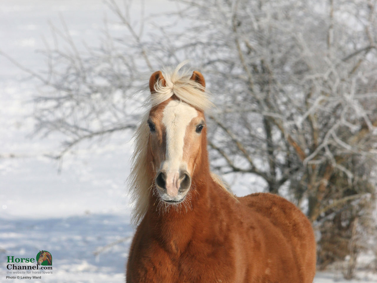 Screensaver And Desktop Wallpaper Of Winter Equine Scenery