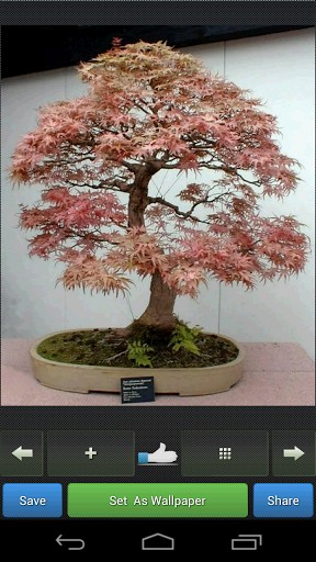 Best Bonsai Wallpaper App For Android