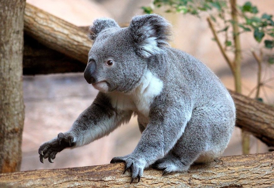 Cute Koala Bear Wallpaper