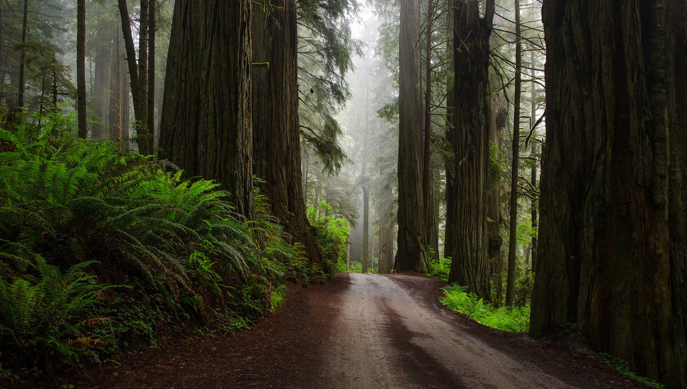 Ferns Forest Nature Road Sequoia Usa Wallpaper And Desktop