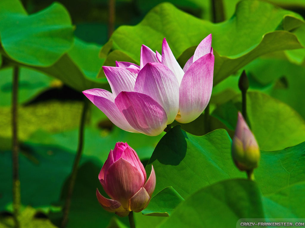 The Lotus Flower Hawaii Wallpaper Apps Directories