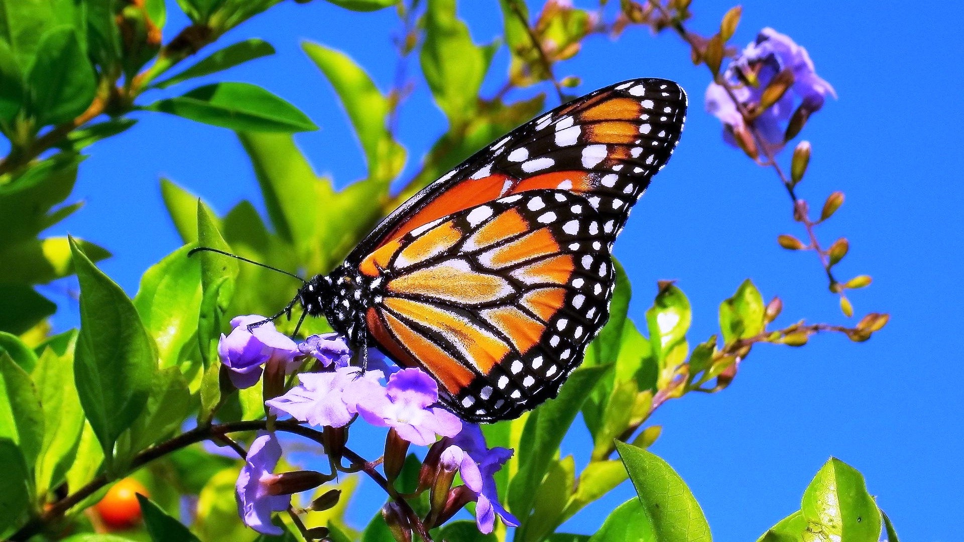 Spring Flower Wallpaper Butterflies Hd