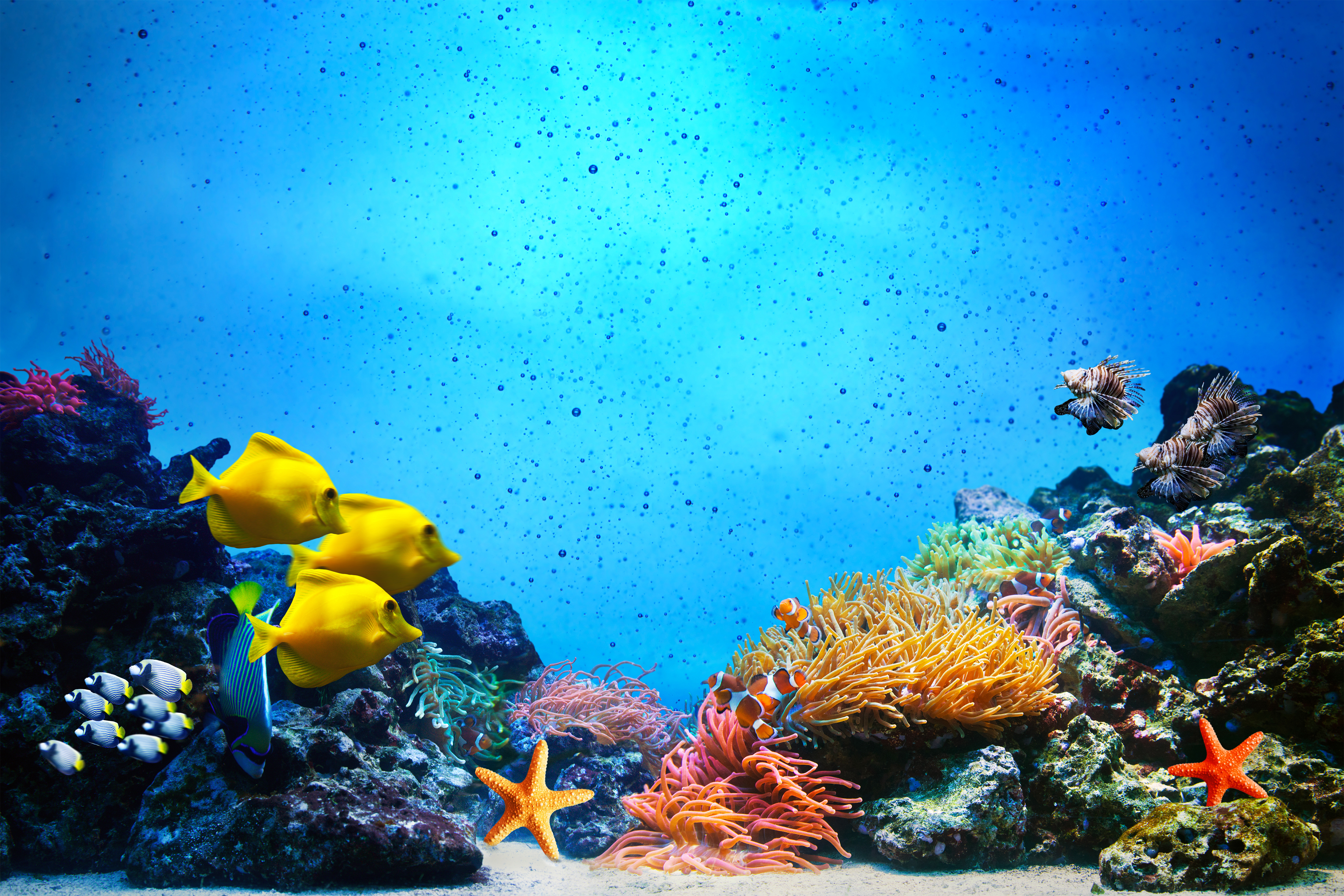 Underwater With Fish Background Gallery Yopriceville High