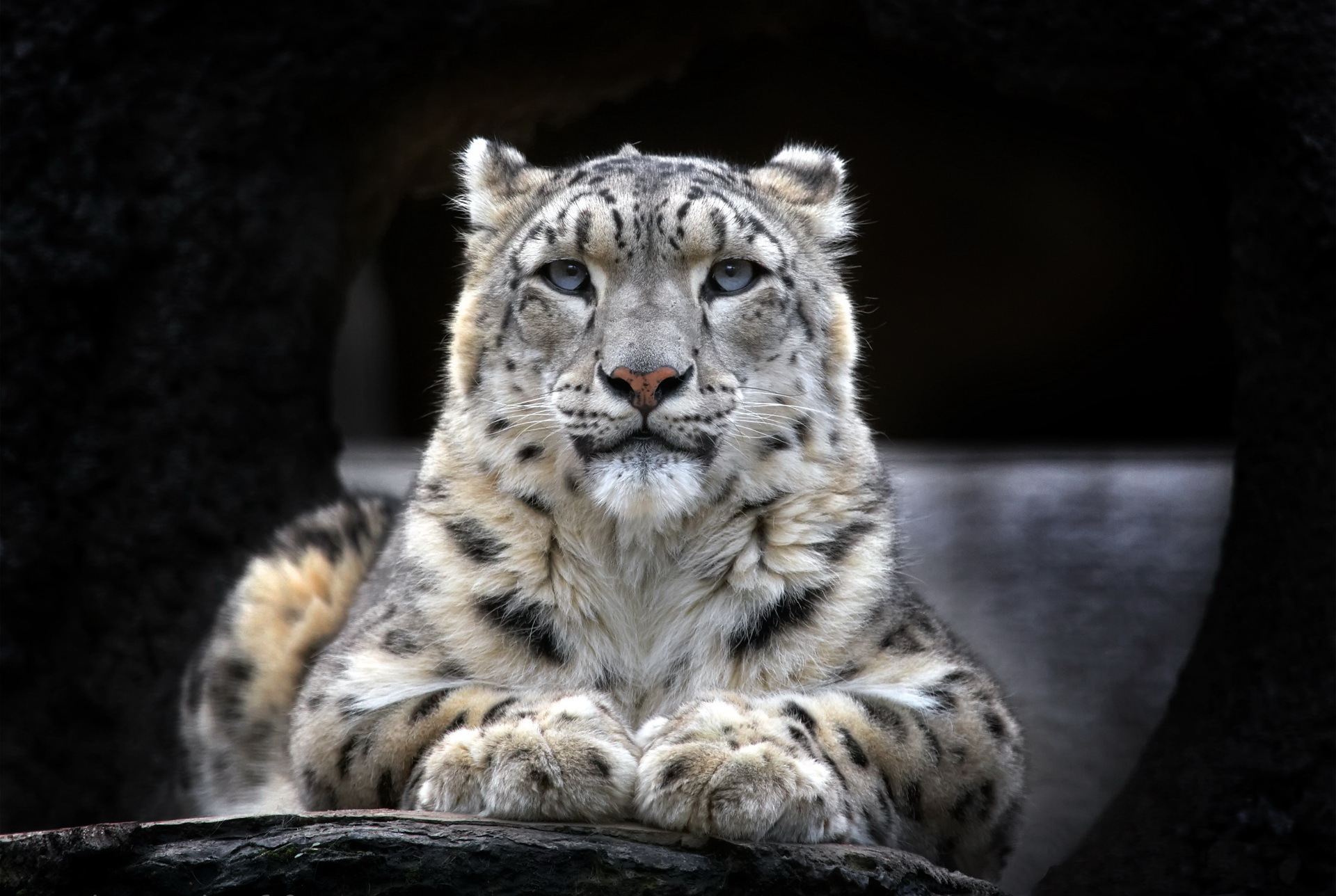 A majestic snow leopard resting on a rock, its captivating blue eyes gazing directly at the viewer