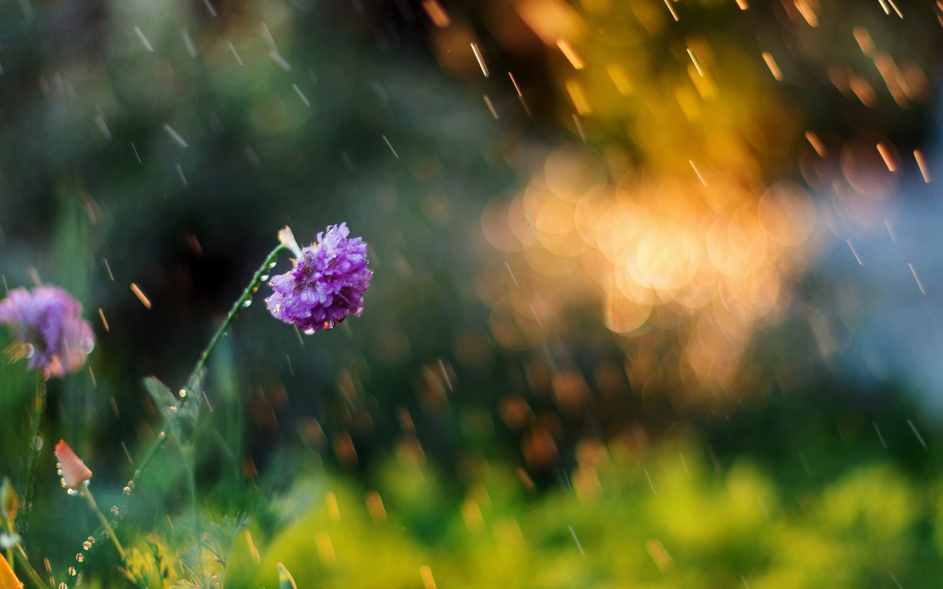 Nature Flowers Wallpaper Hd
