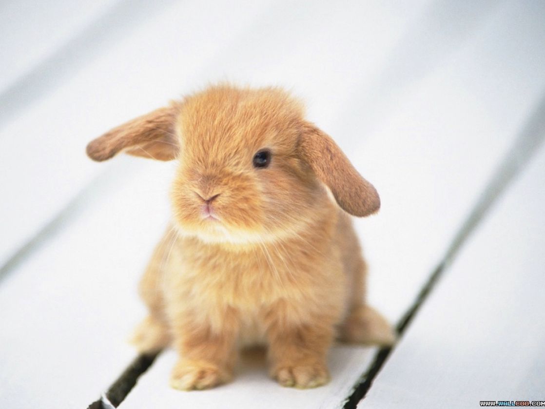 Cute Baby Bunnies Wallpaper Pictures