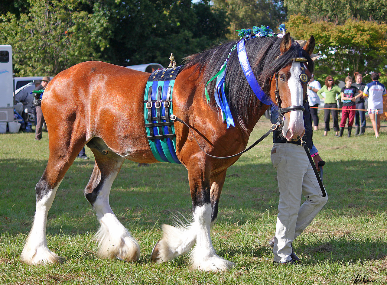 Clydesdale By Sooty Bunnie