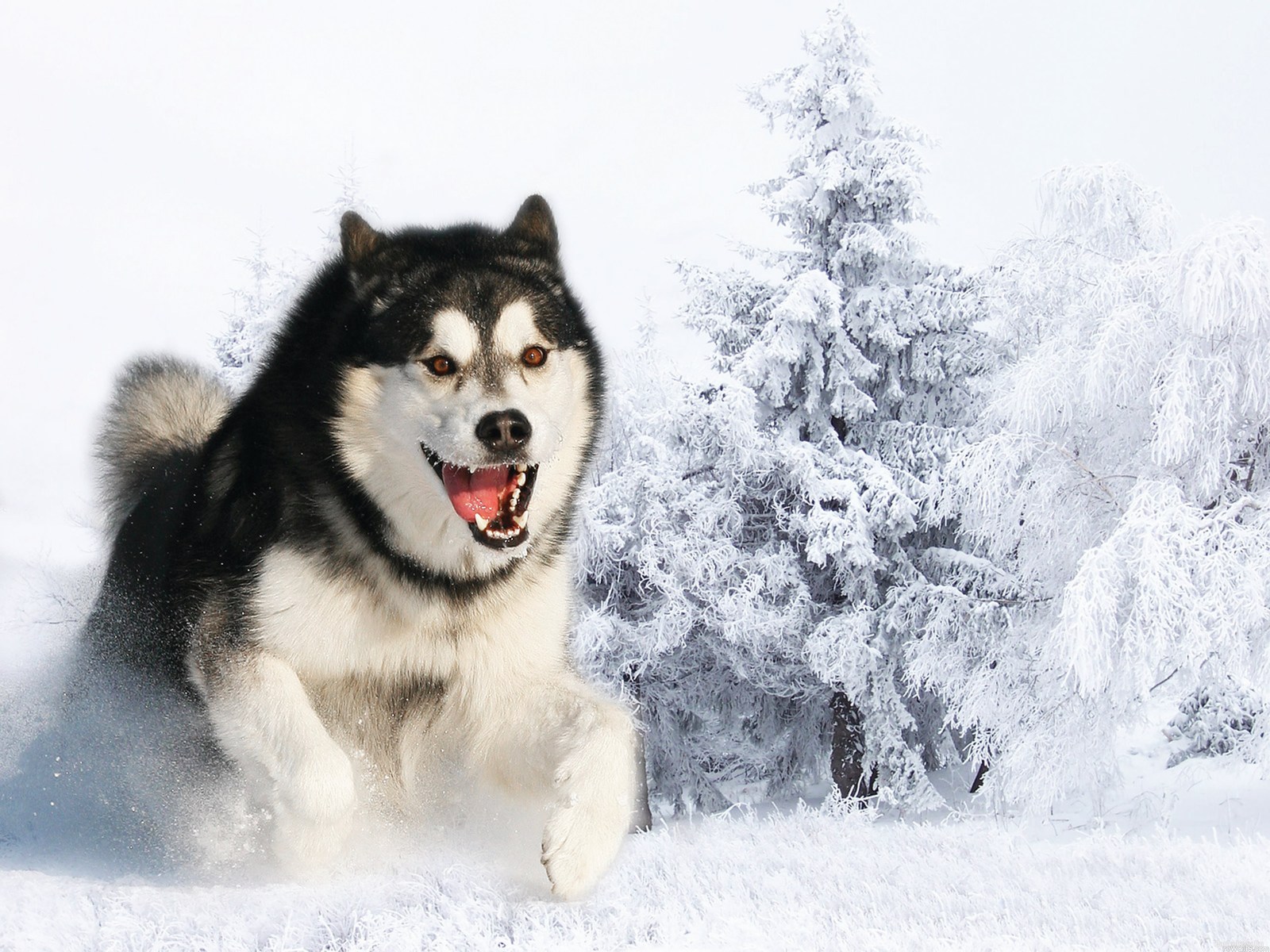 Husky Wallpaper Mad Image Amp Pictures Becuo