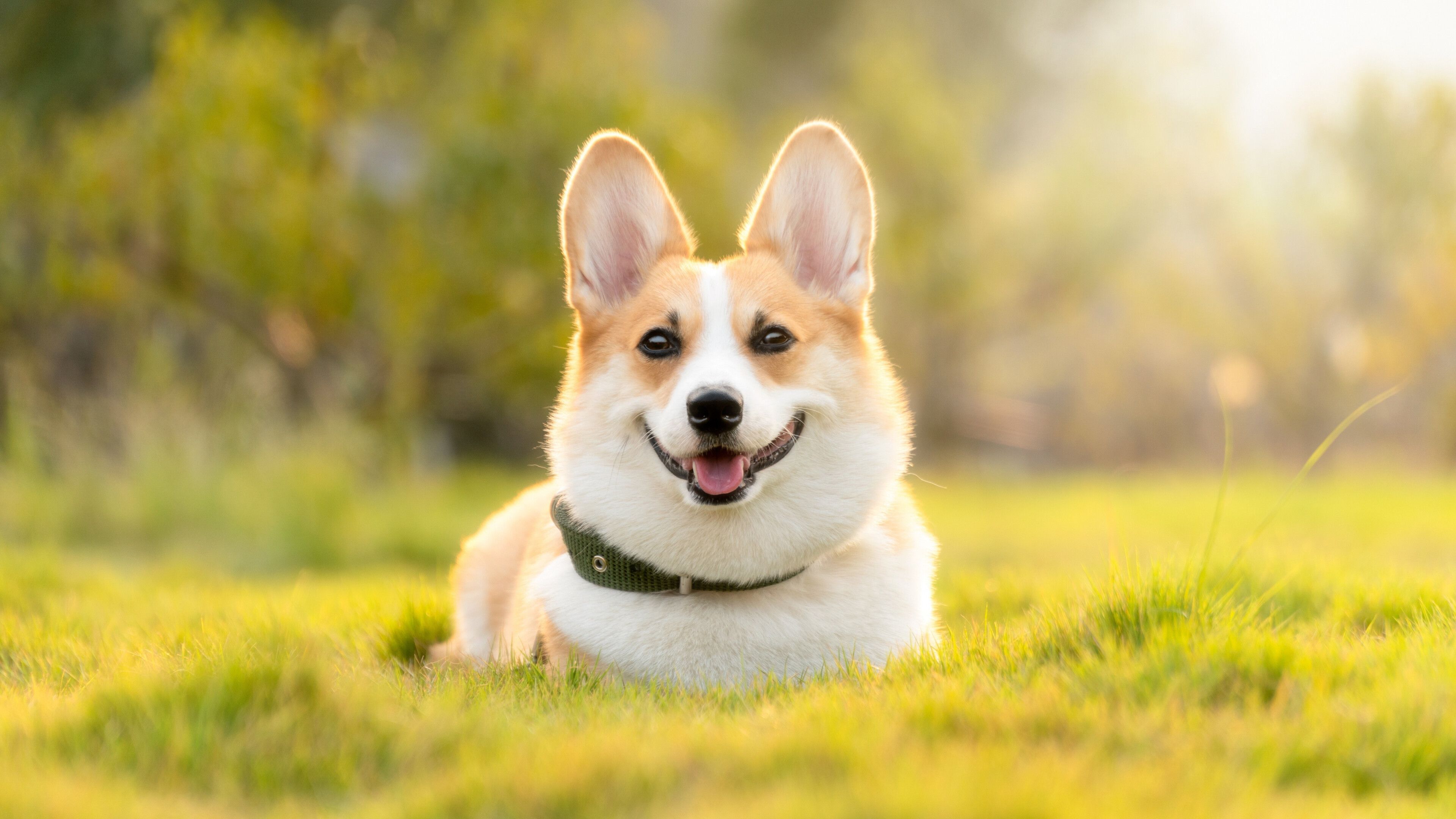 Dog Aesthetic Wallpaper