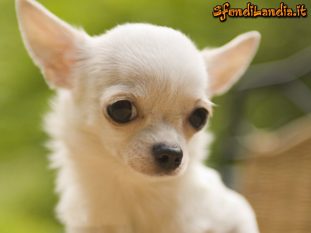 Sfondo Chihuahua Gratis A Per Il Desktop Del Pc Android E