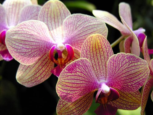 Orchid Wallpaper Enjoy For Your Puter