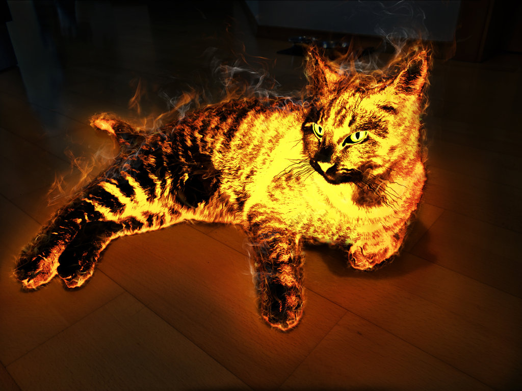 Picarena Image Match Flame Cats Pictures Tiger