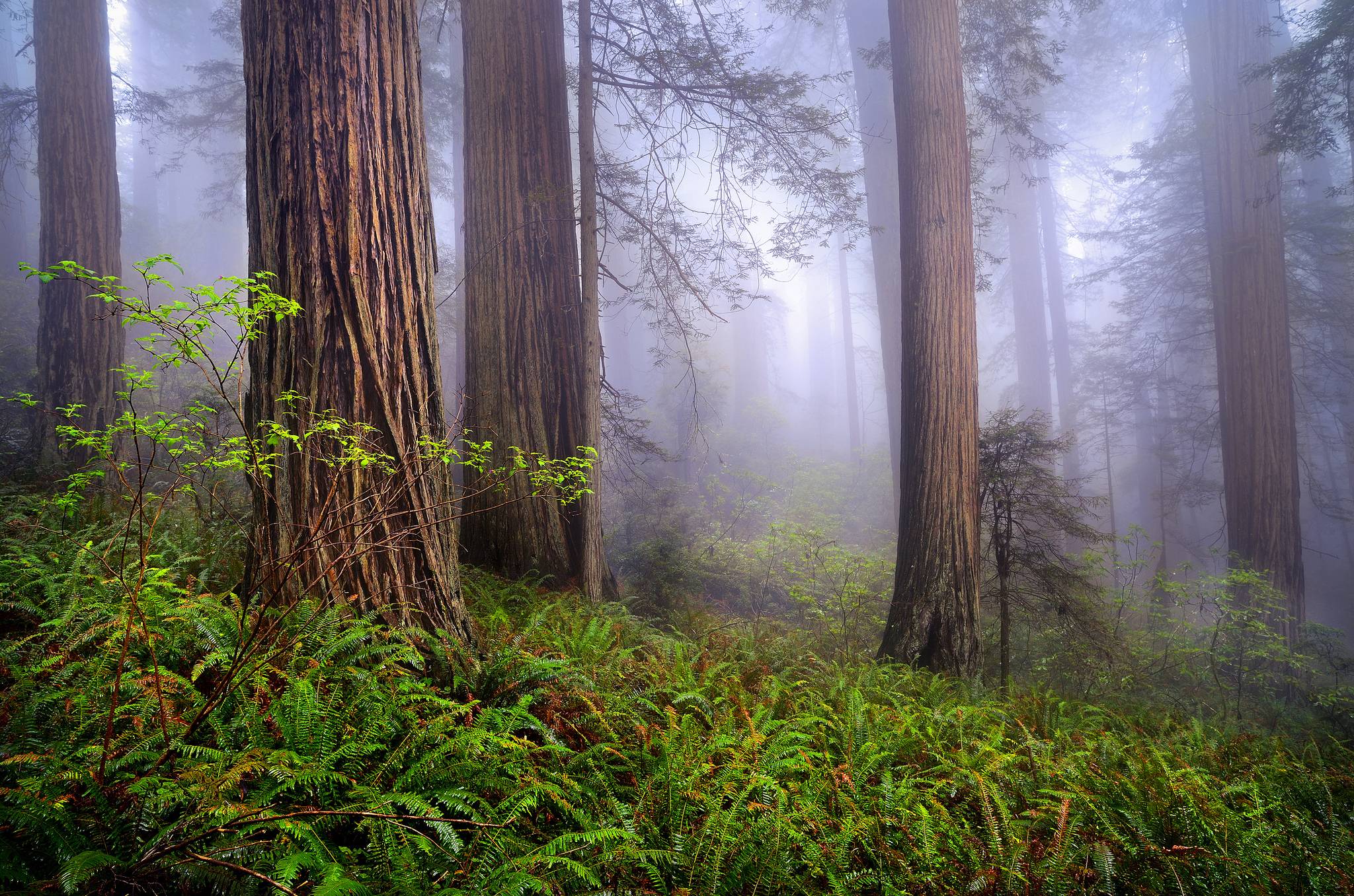 Một bộ sưu tập hình nền rừng Redwood đẹp như tranh cảnh, mang đến cho bạn sự lựa chọn đa dạng về khung cảnh với các tông màu ấm áp. Hãy lựa chọn tấm hình đẹp nhất và thay đổi không gian máy tính của bạn ngay hôm nay.