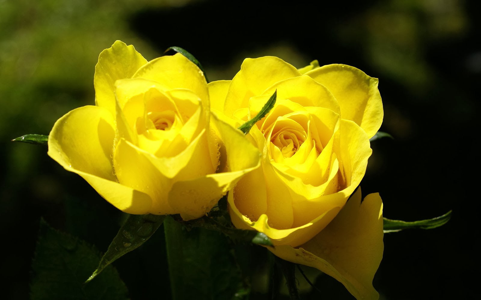 Yellow Rose Wallpaper For Desktop Image