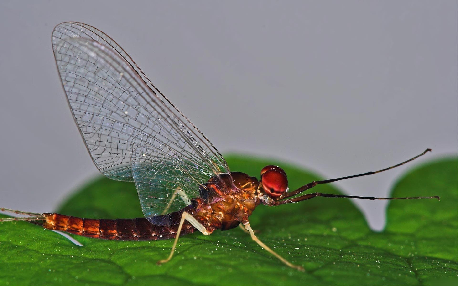 Dragonfly Wallpaper Animal