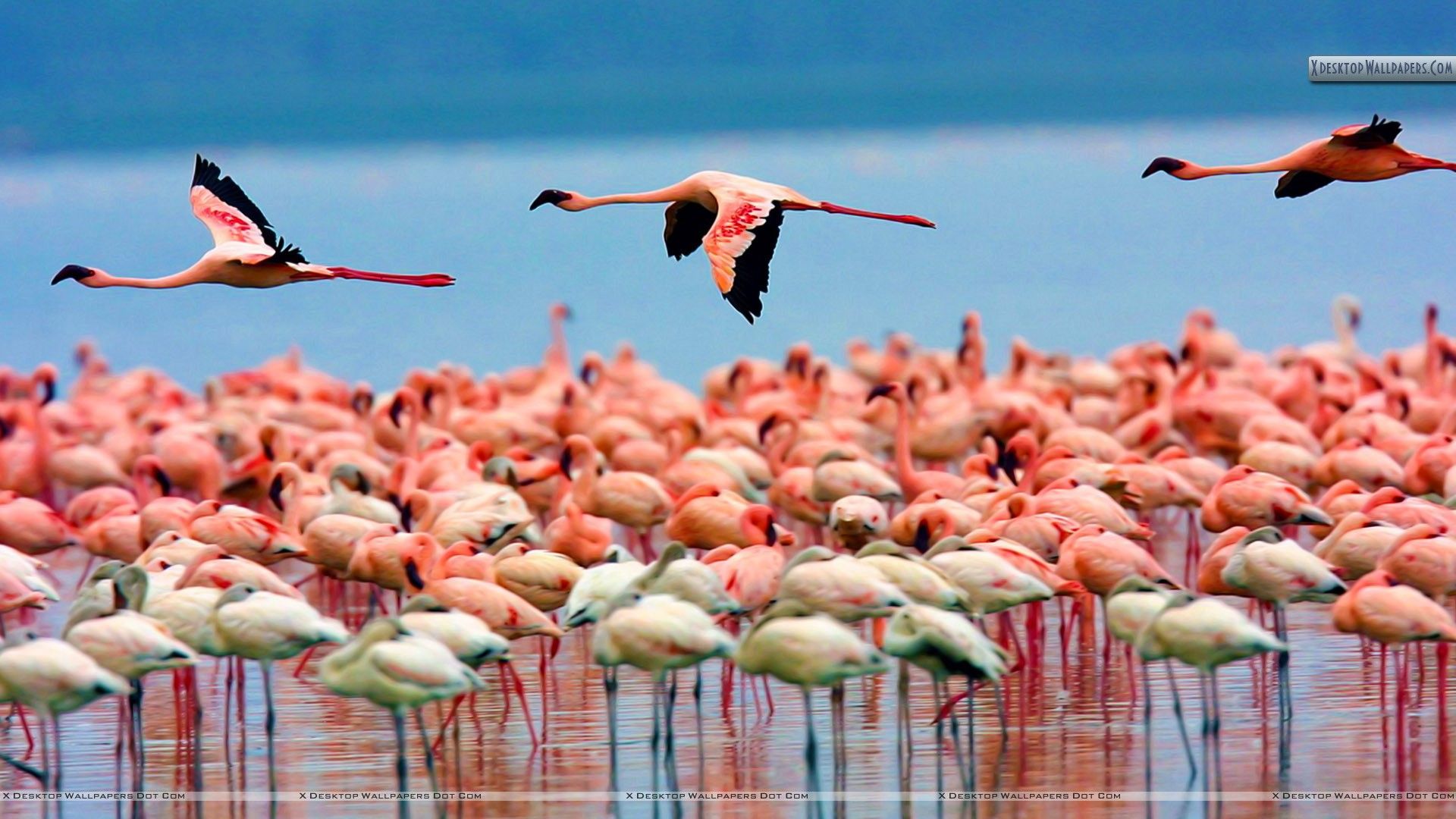 Flamingos Lake Nakuru Kenya Wallpaper Animal Alphabet Cayo