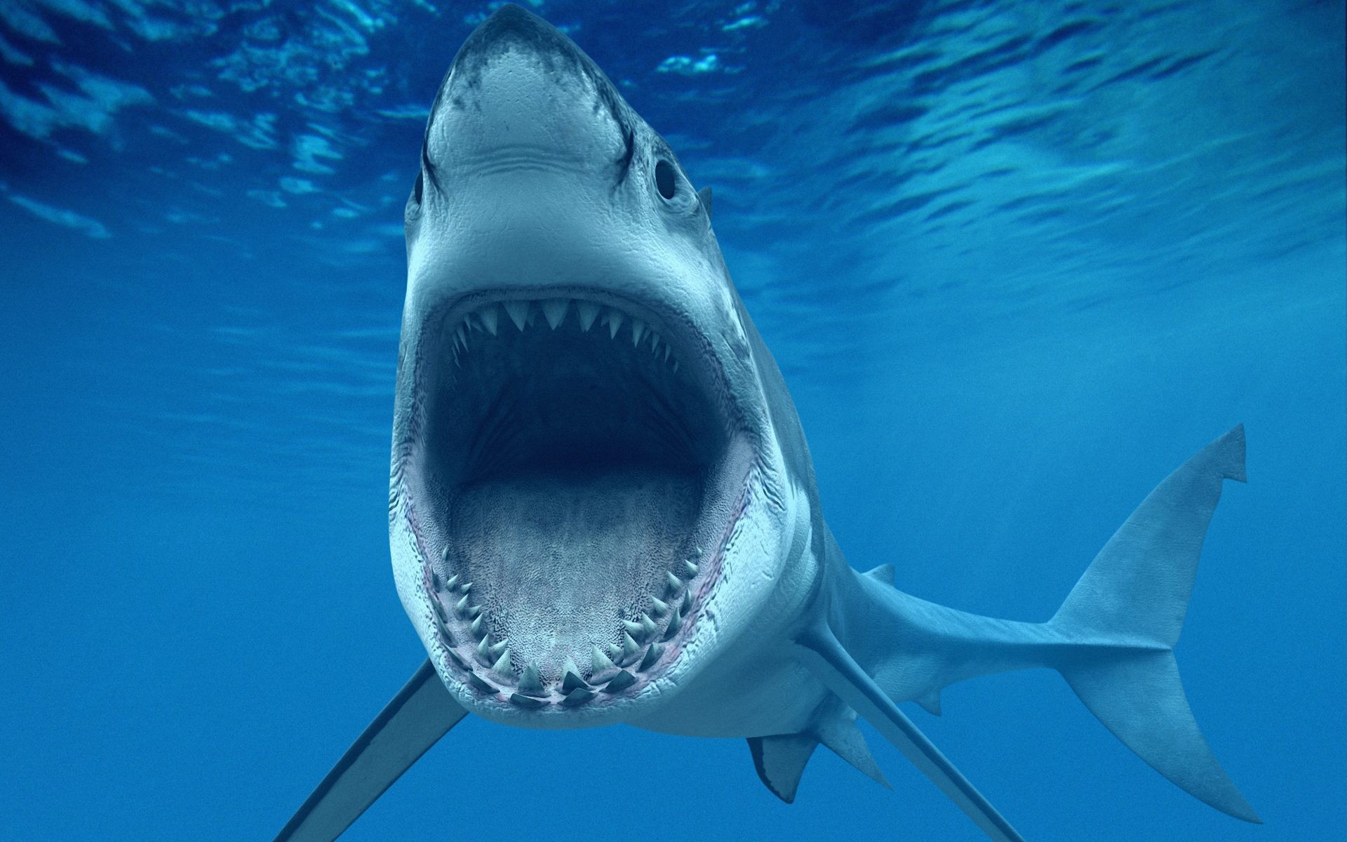 The Jaws Of A Shark Wallpaper And Image Pictures