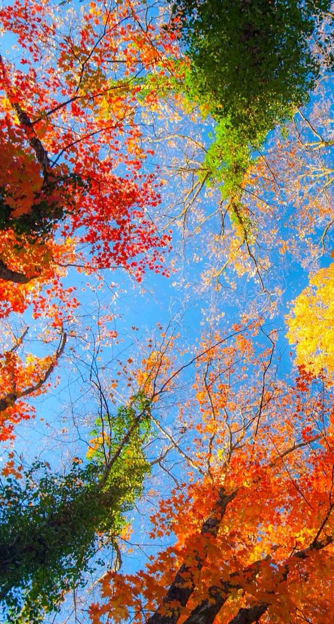Fall Wallpaper Image By Christa Gettys On Autumn S Splendor