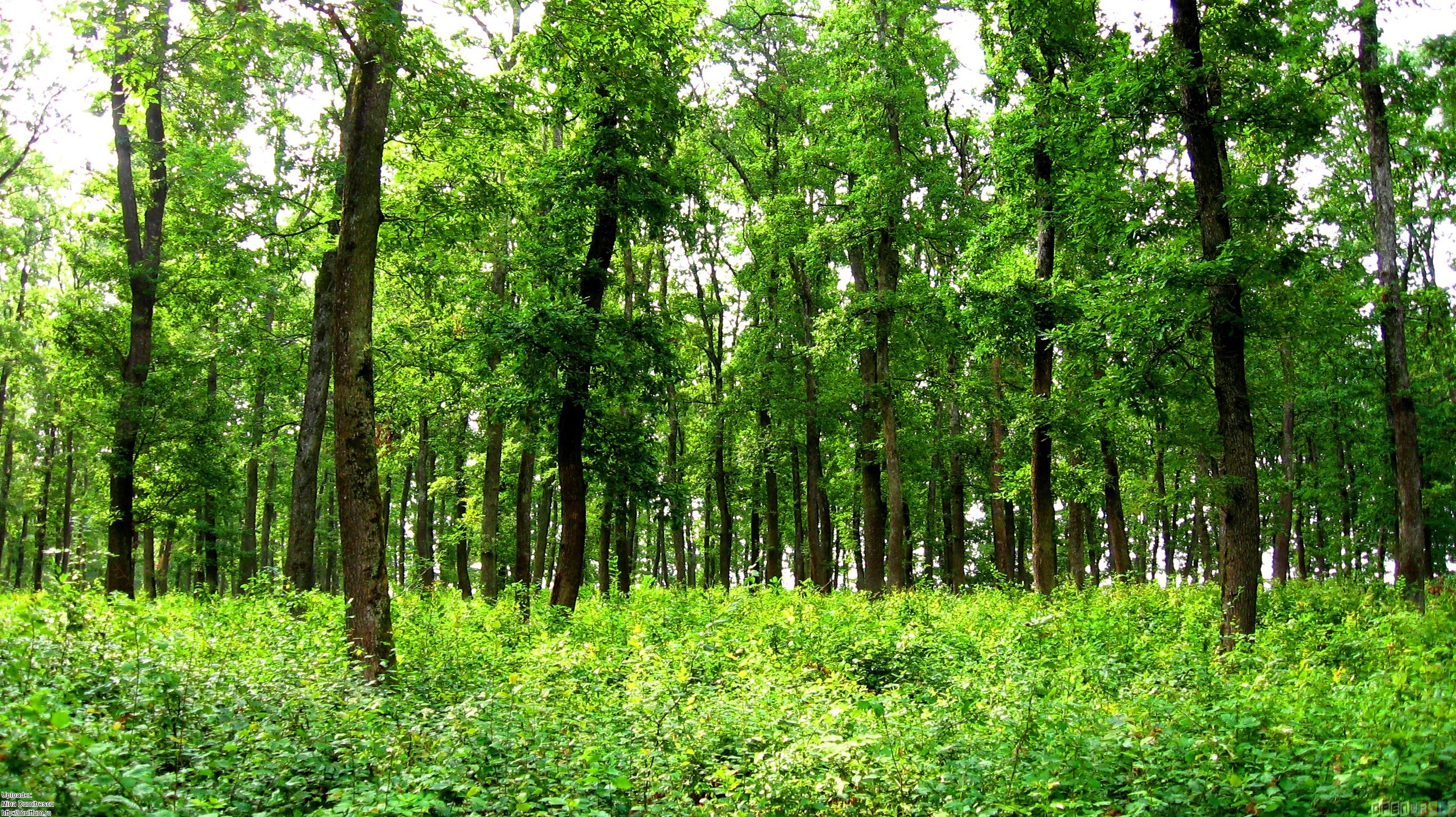 Зеленые леса Буковины