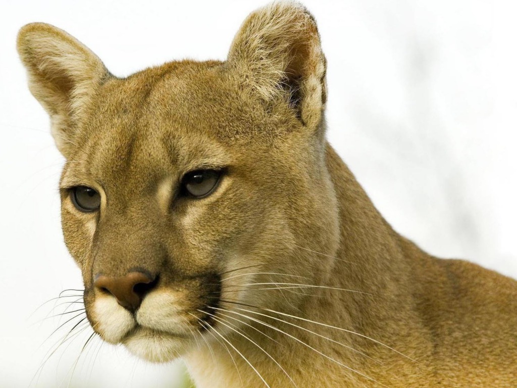 Cougar Puma HD Wallpapers Pictures Images Backgrounds