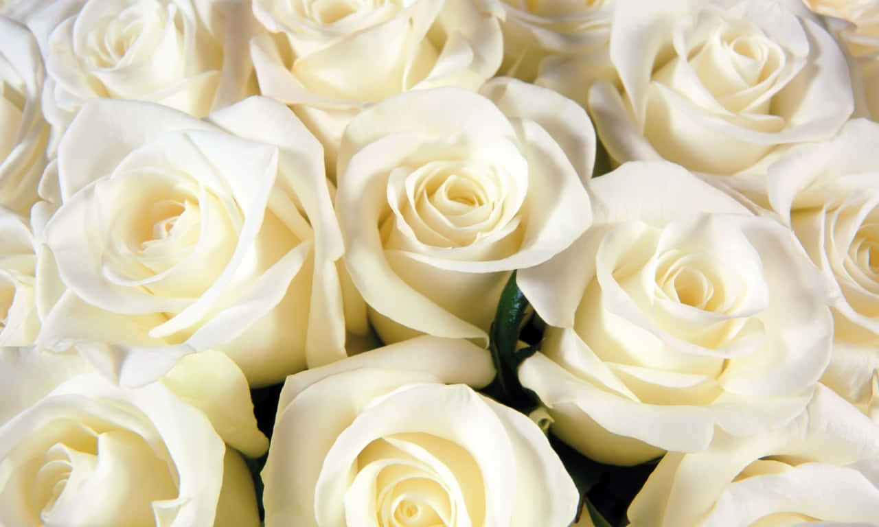 Fresh White Rose Wallpaper