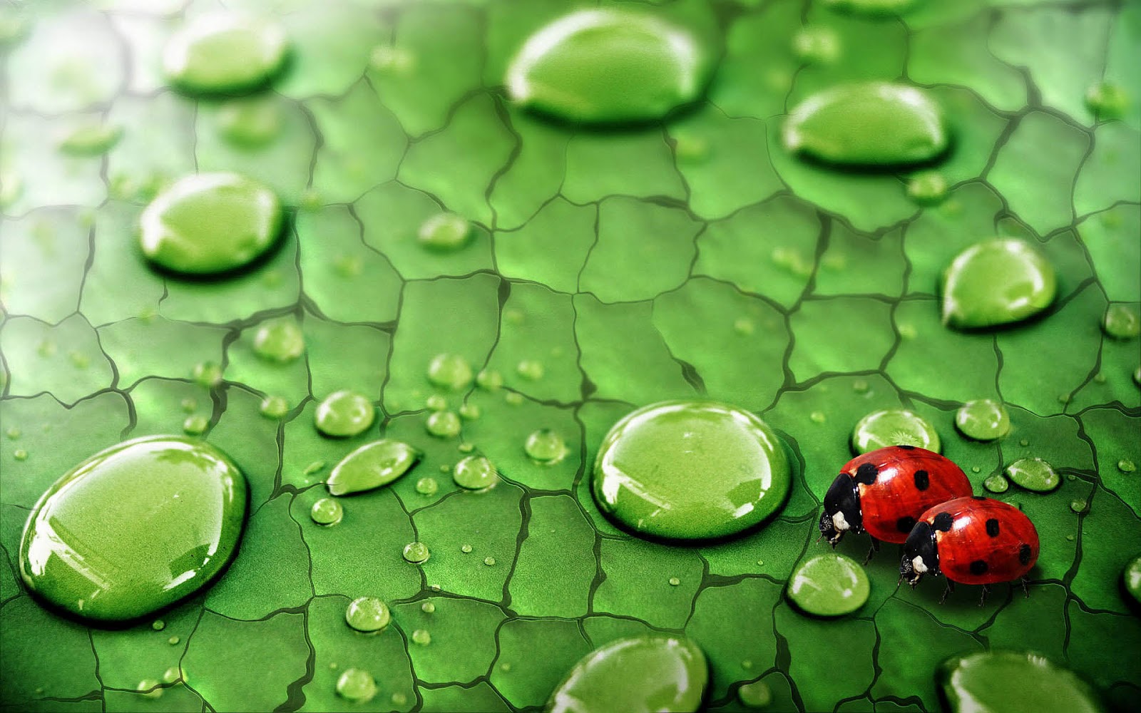 HD Ladybug Wallpaper With Two Ladybugs Walking On A Leaf Water