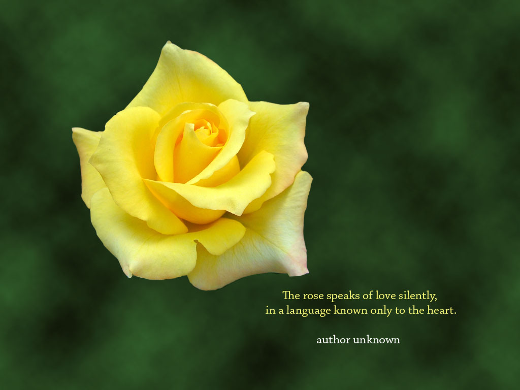 Yellow Rose Flower Desktop Wallpaper With An Inspirational Quote