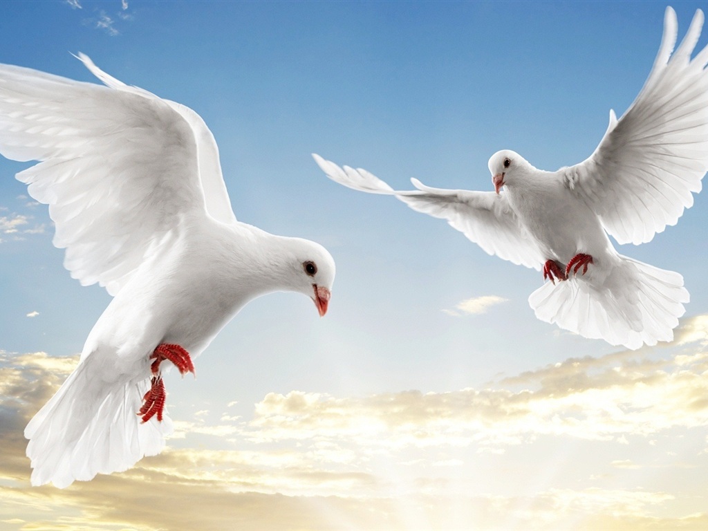 Doves Image HD Wallpaper And Background Photos