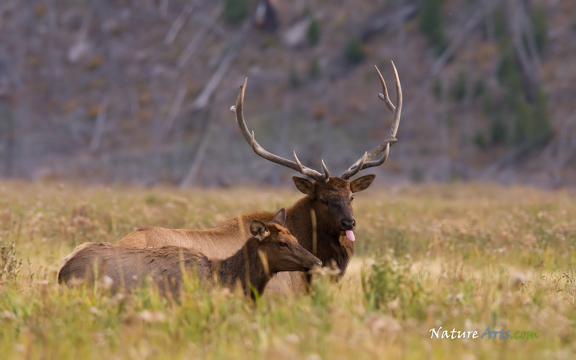 Elk Wildlife Wallpaper Desktop