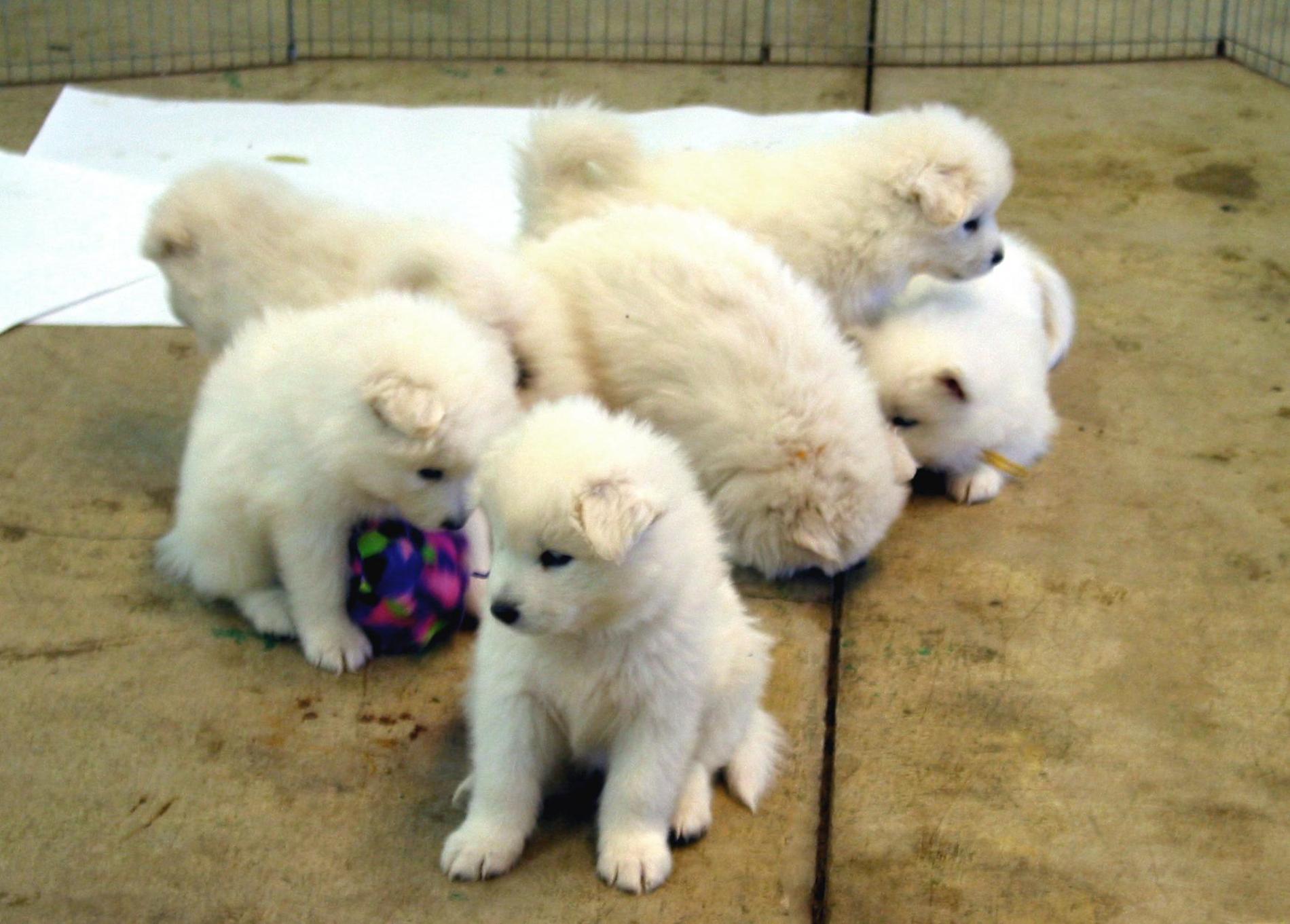 Samoyed Dogs Puppies Desktop Wallpaper Widescreen