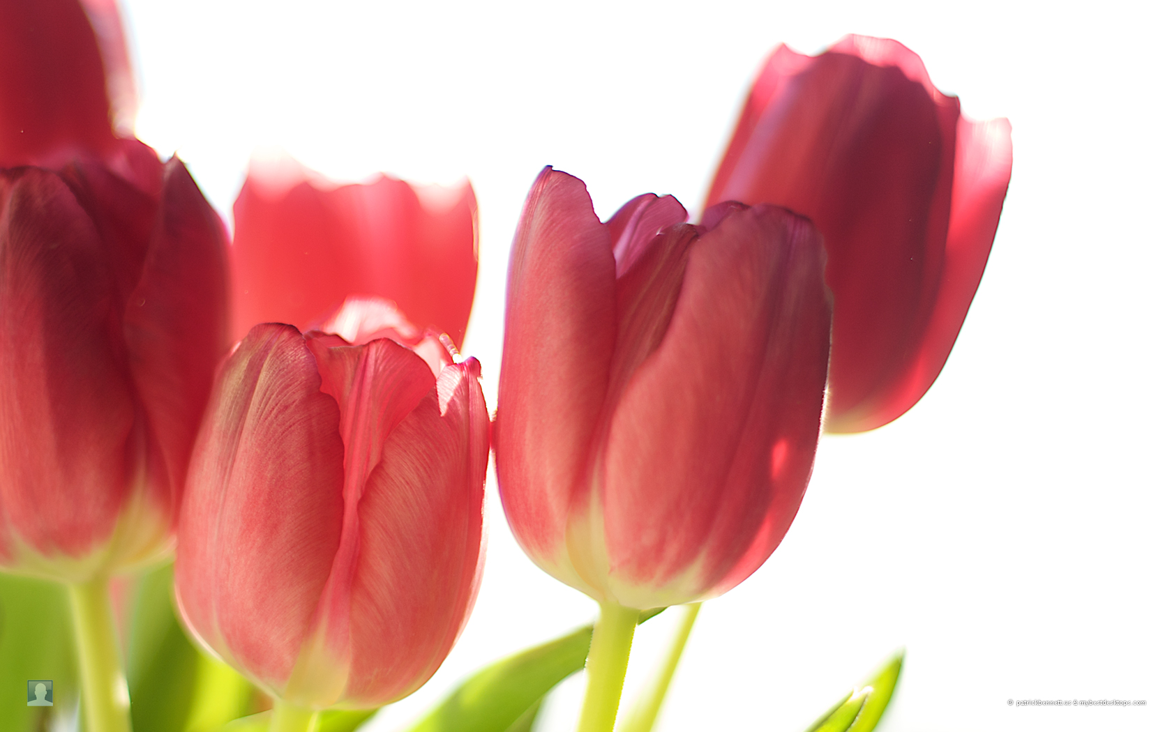 Tulip HD Wallpaper Flowers