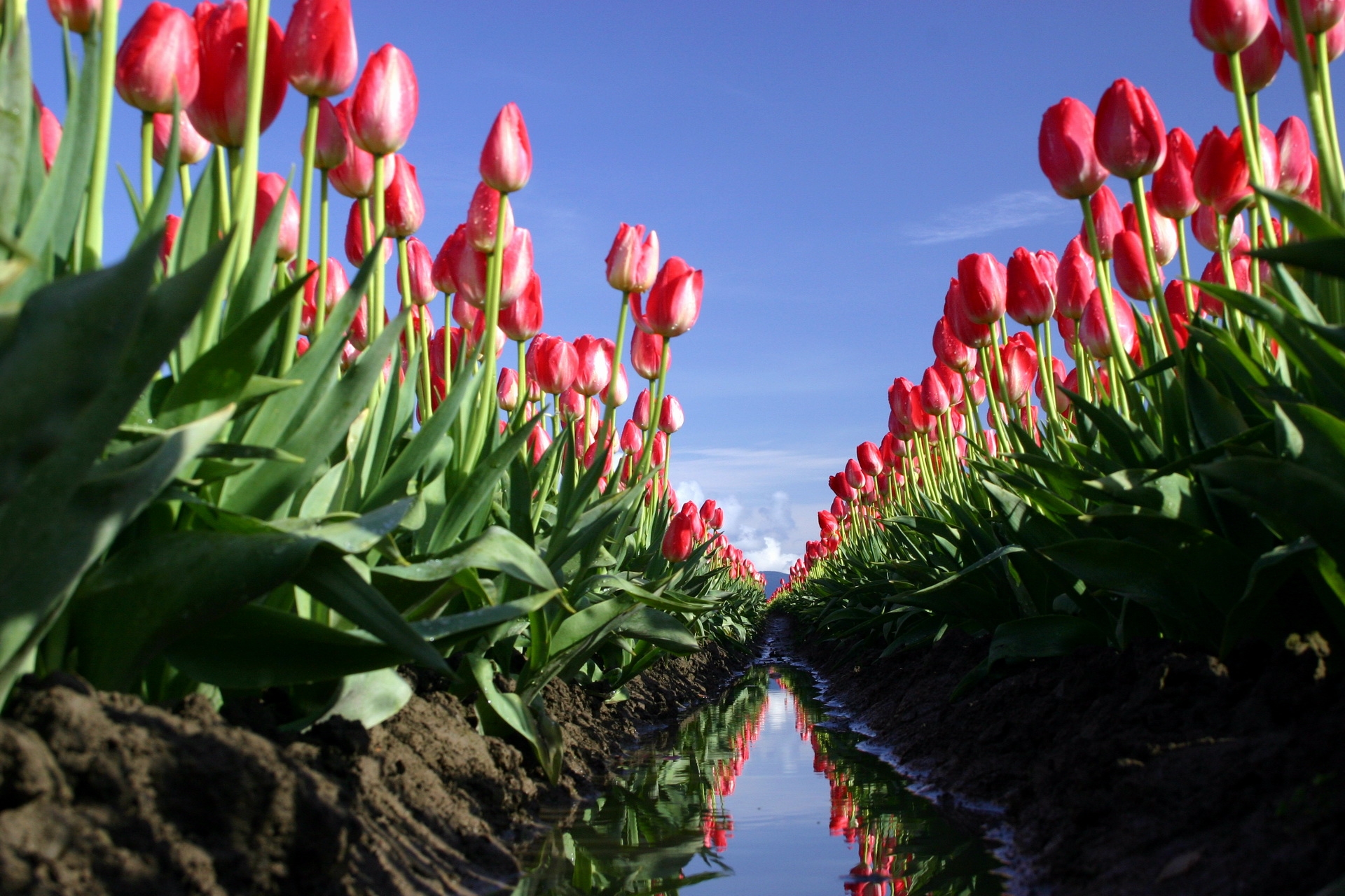 Wallpaper Tulips Flowers Field Ditch Water Reflection Sky