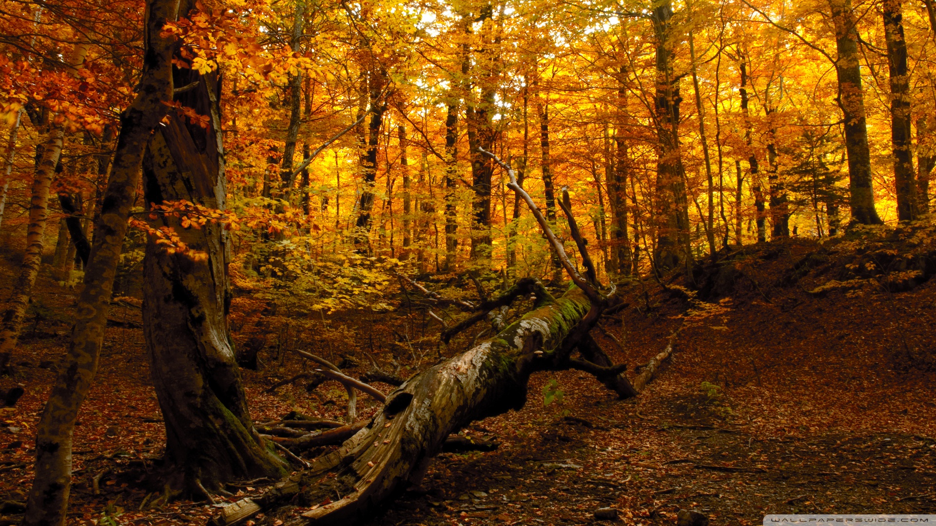 Autumn Forest 4k HD Desktop Wallpaper For Ultra Tv