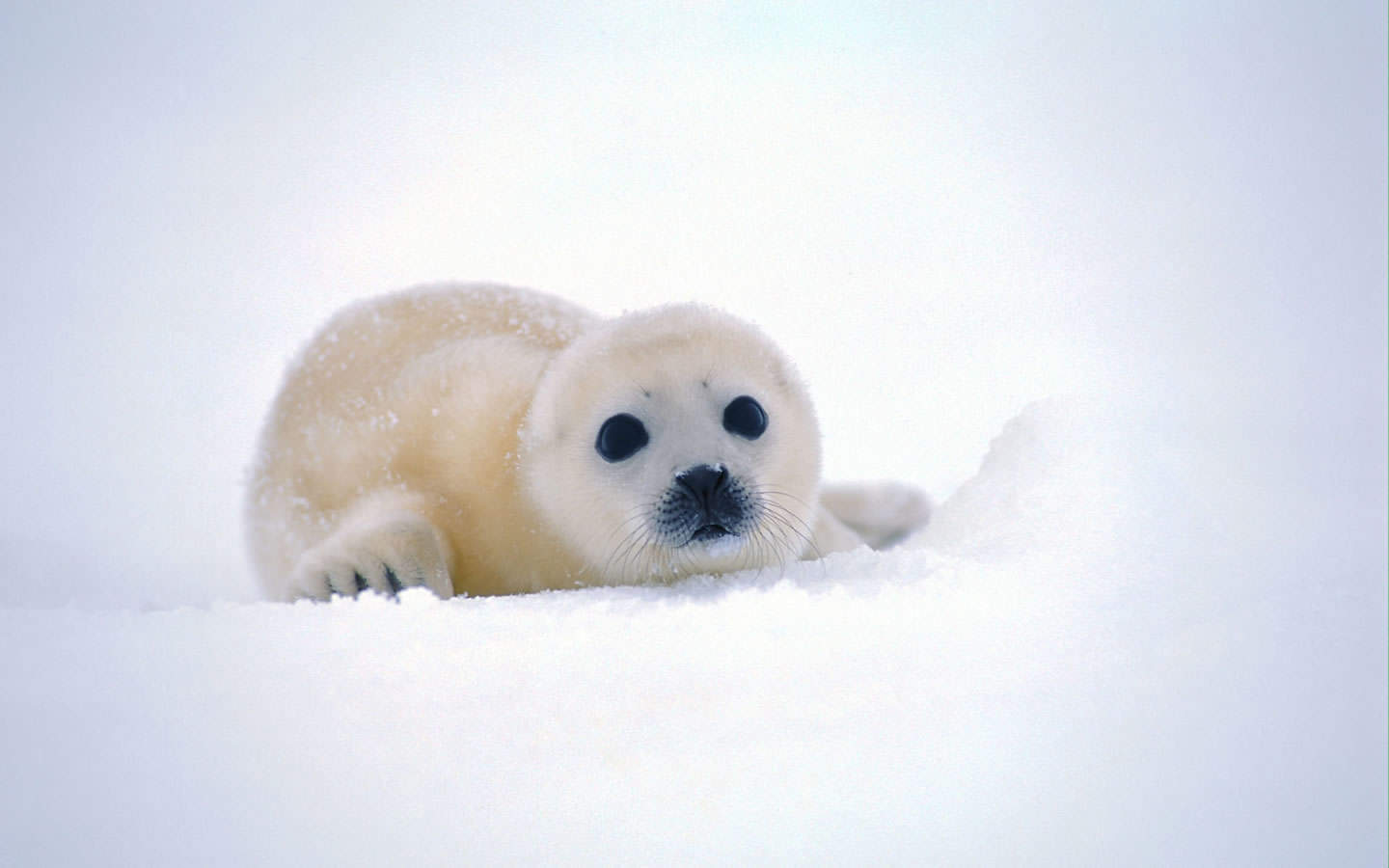 Cute Baby Seal Background