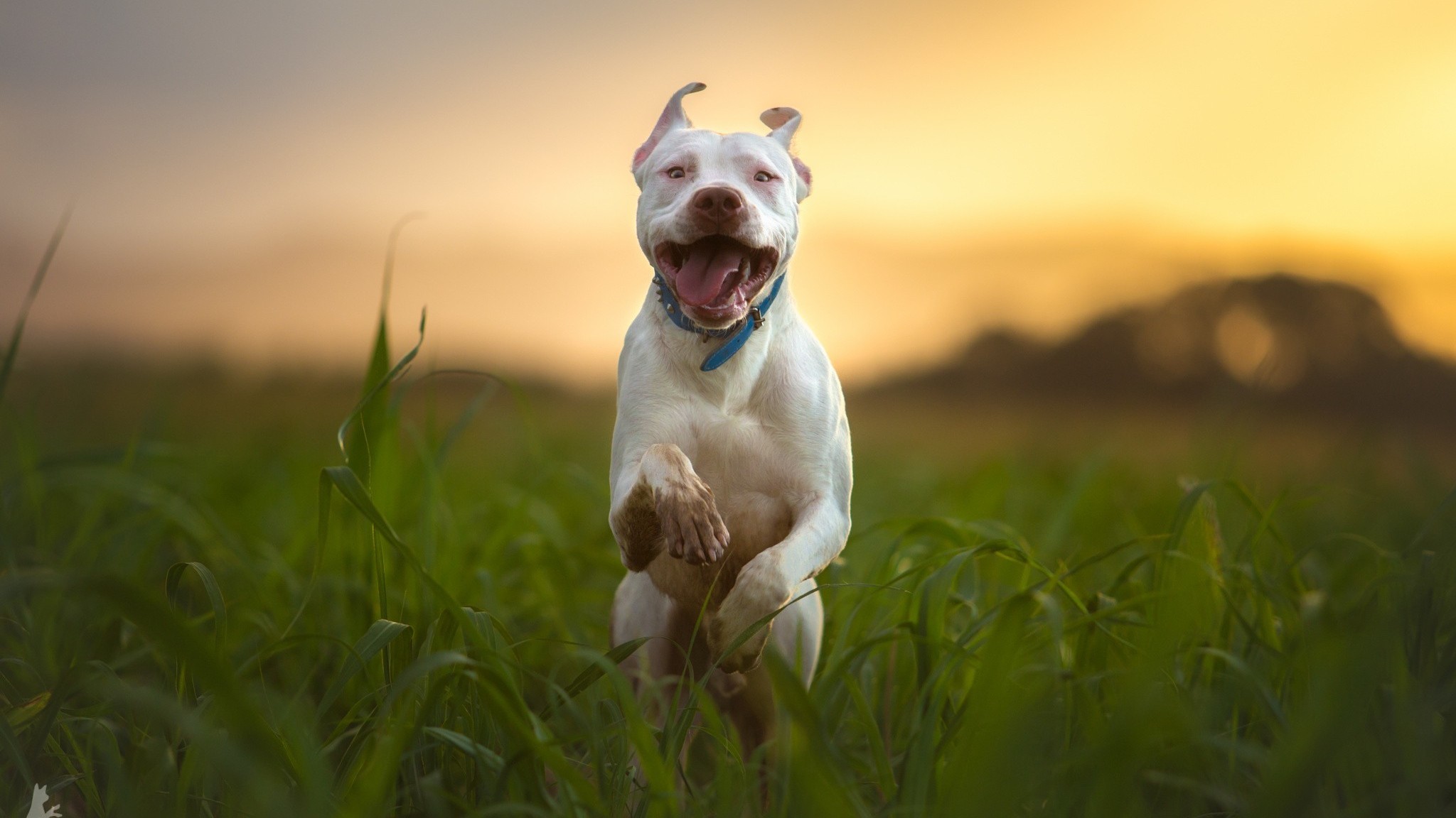 Pitbull Dogs Wallpaper