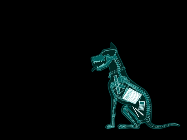 dogsX Ray dogs xray 1152x864 wallpaper Dogs Wallpapers Free