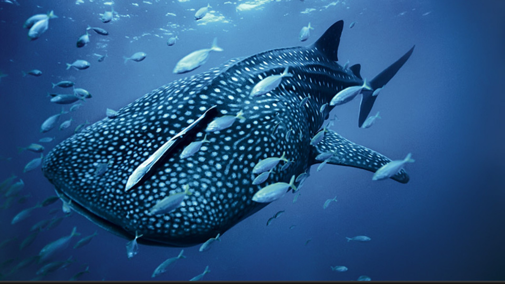 Megamouth Whale Shark HD Desktop Wallpaper