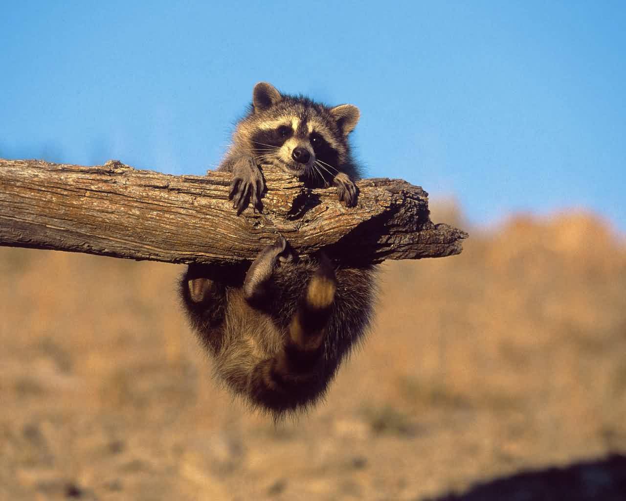 Cute Baby Raccoon HD Wallpaper In Animals Imageci