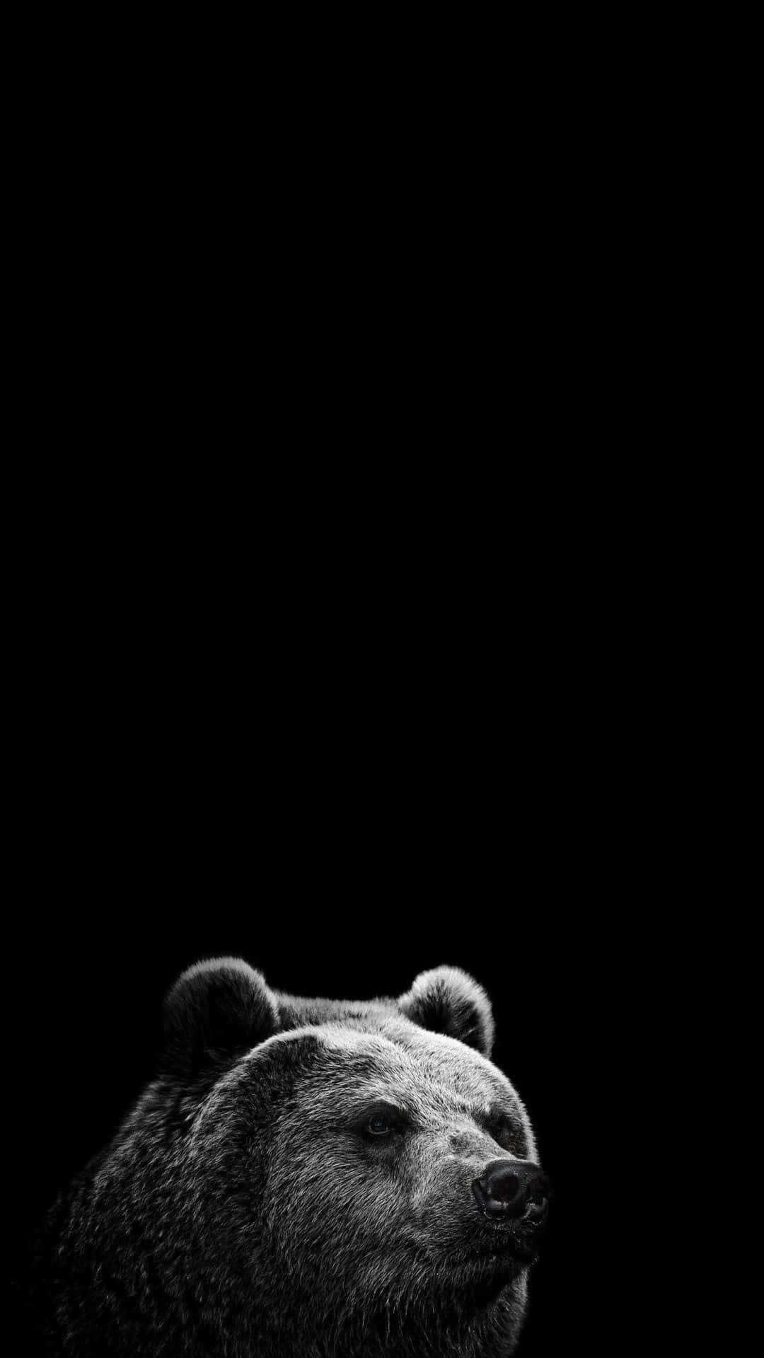 Animals iPhone Wallpaper