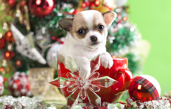 Wallpaper Chihuahua Dog Puppy Pup Mug Snowflake Ball Decoration