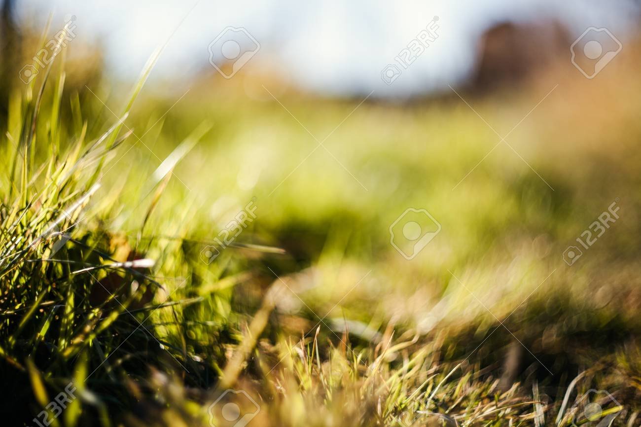 Green Grass And Dry Grass Nature Background Nature Photography