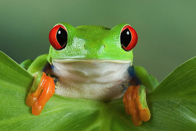 Cute Tree Frog Wallpaper Images Pictures   Becuo