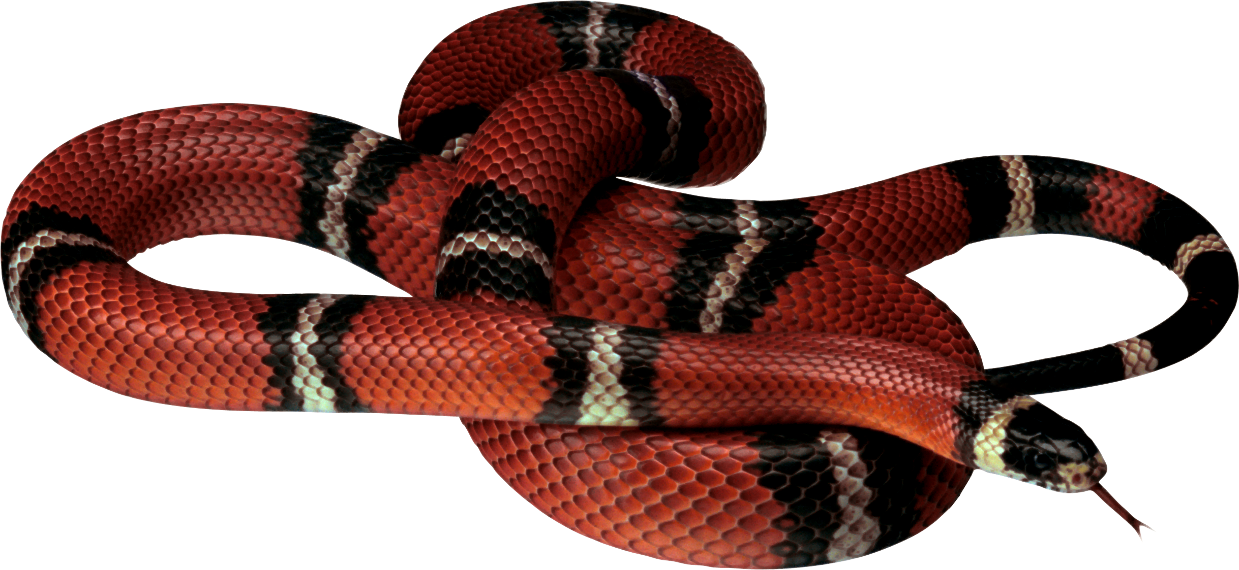 Snake Png Image Picture Snakes