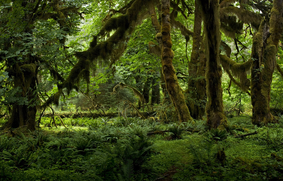 Pictures Are From The Hoh Rainforest And Lower Part Of