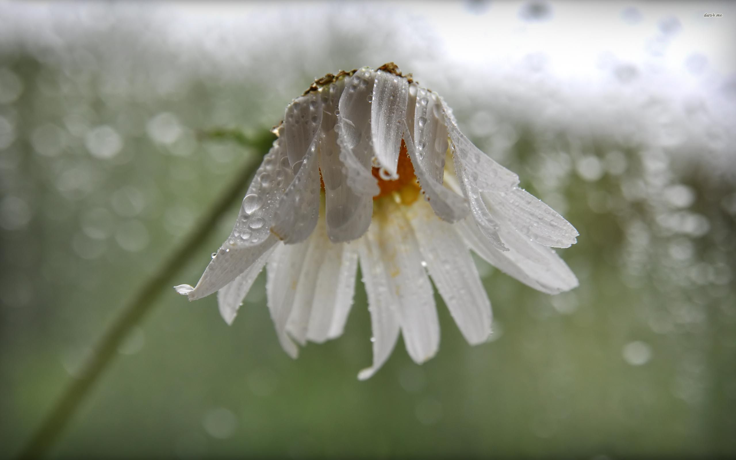 White daisy with water drops wallpaper Flower wallpapers